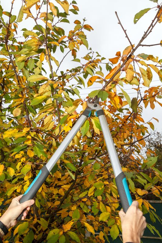 Apple Tree Pruning