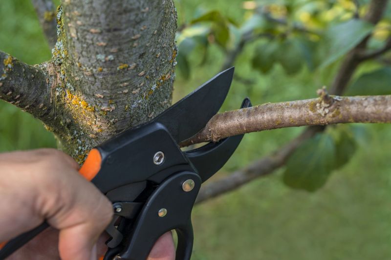 Peach Tree Pruning