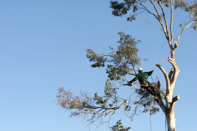 Arborist Equipment in Use