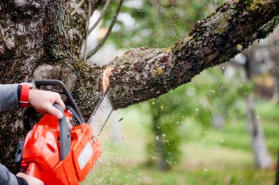 Large Tree Maintenance