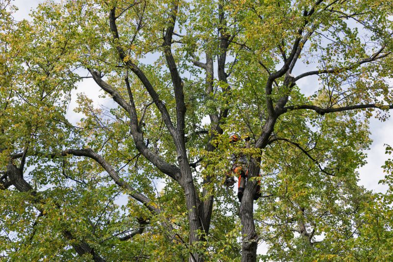 Arborist Climbing and Pruning