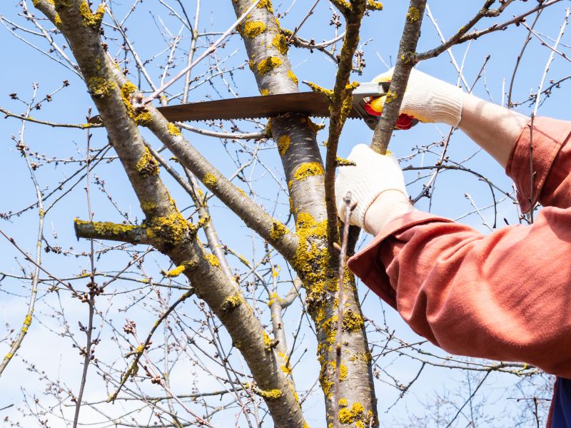 Tree Inspection and Diagnosis
