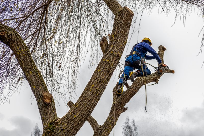Complex Tree Maintenance