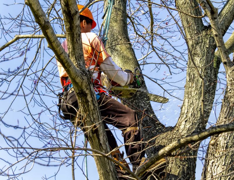 Tree Trimming in Action