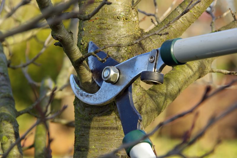 Winter Tree Pruning