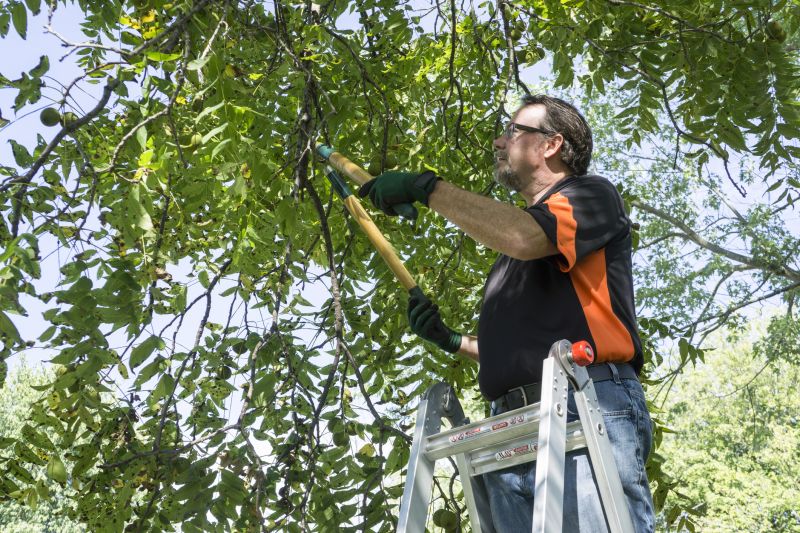 Tree Trimming in Winter