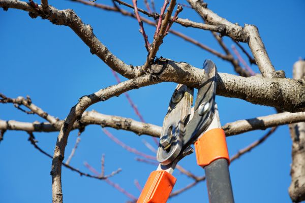 Limb Removal Service