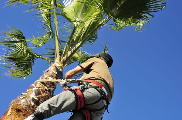 Palm Tree Trimming Service