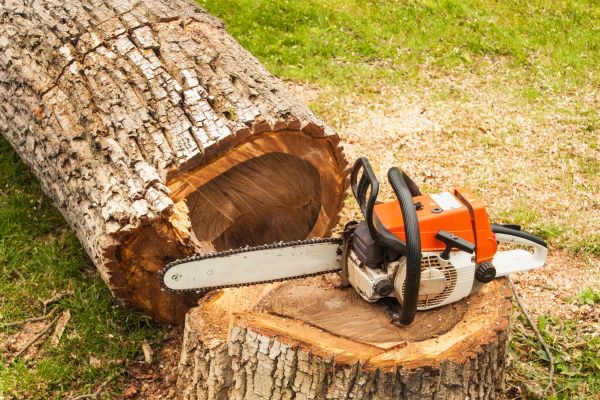 Tree Cutting Service in Jacksonville