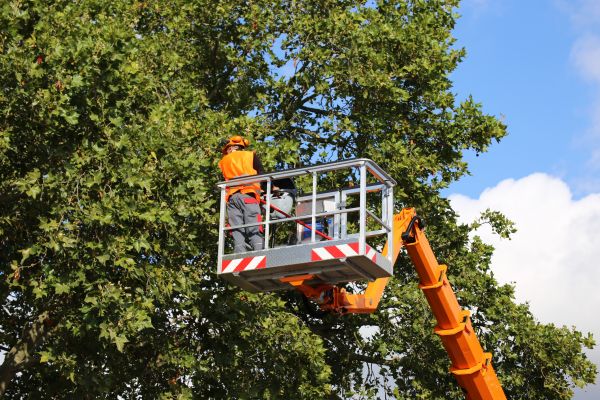 Commercial Tree Service in Jacksonville