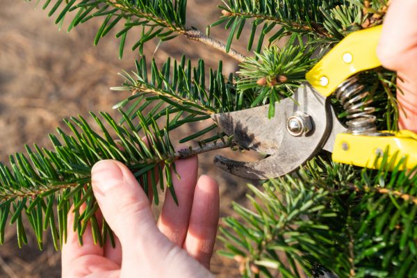 Pine Tree Pruning in Jacksonville