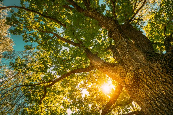 Oak Tree Pruning Service