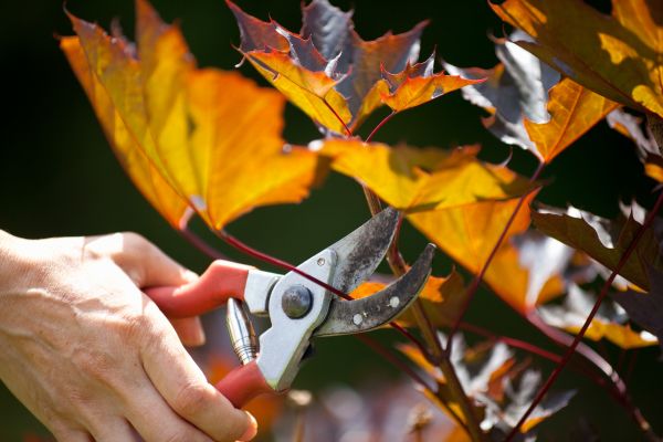 Maple Tree Pruning in Jacksonville