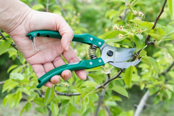 Pear Tree Pruning in Jacksonville