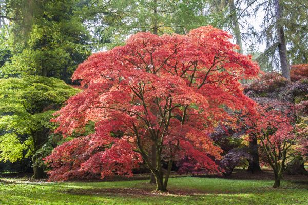 Japanese Maple Pruning in Jacksonville