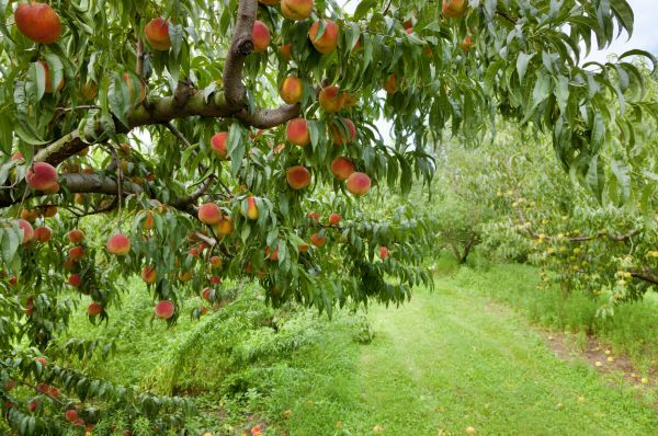 Peach Tree Pruning in Jacksonville