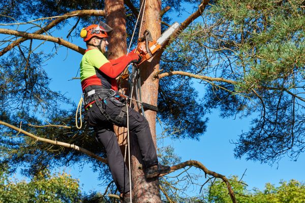Canopy Pruning Service