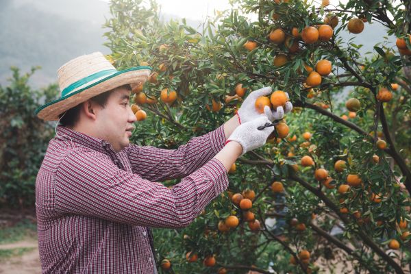 Orange Tree Pruning in Jacksonville