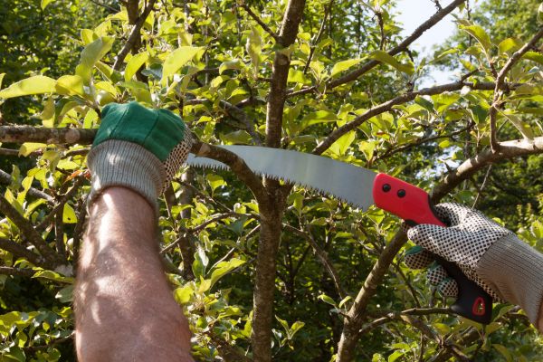 Apple Tree Trimming in Jacksonville